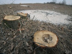 В Карпатах продолжают беспощадно вырубать леса