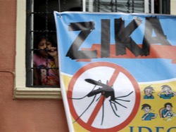Эпидемия вируса Зика в Бразилии пошла на спад