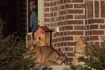 Американец перепутал лежащую на пороге его дома пуму с домашней кошкой