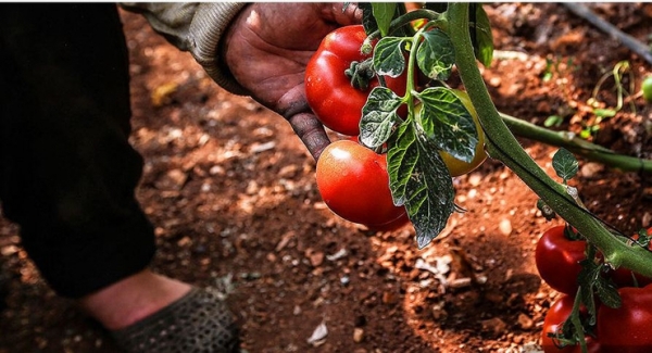 В бабушкиных томатах нитратов оказалось в 6,5 раза выше нормы